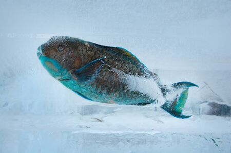 Fish in iceの写真素材
