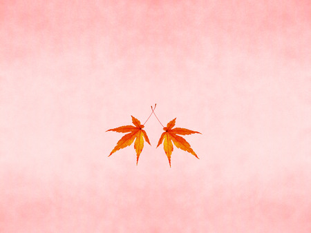 Autumnの写真素材