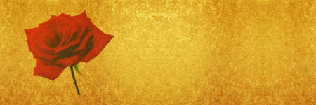 rose and background paperの写真素材