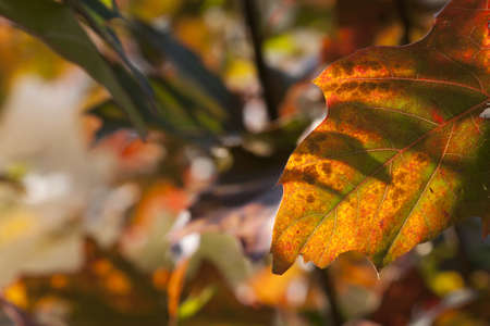 Autumn leaf