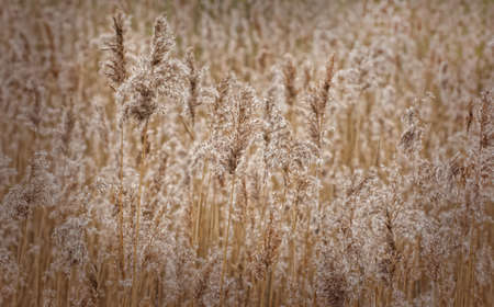 Grain background