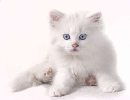 Kittenの写真素材