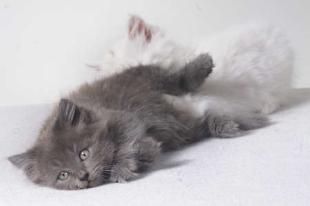 Kittensの写真素材