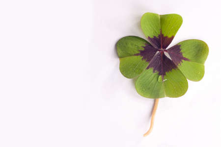 Four leaf cloverの写真素材