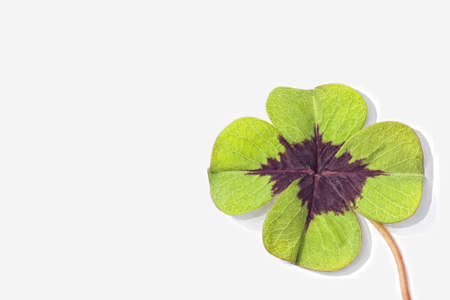 Four leaf cloverの写真素材