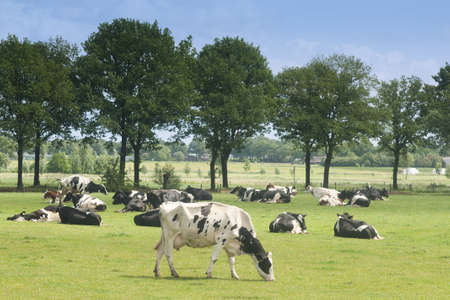 Cows in the fieldの写真素材