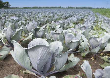 Red cabbageの写真素材