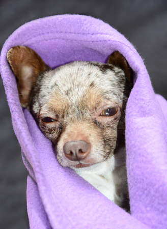 Sleepy chihuahuaの写真素材