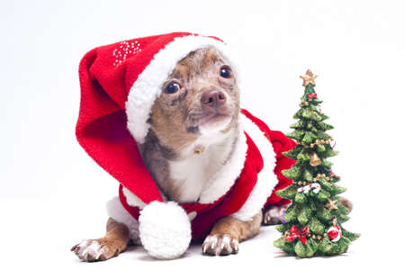 Christmas chihuahuaの写真素材
