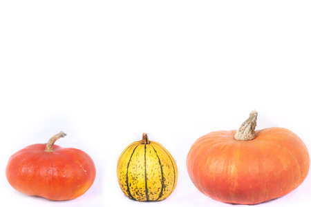 Pumpkins on a rowの写真素材