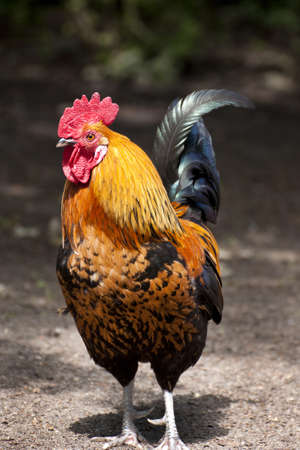 Roosters