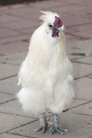 Roostersの写真素材