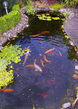 Pond with fishの写真素材