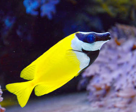 Tropical fishの写真素材