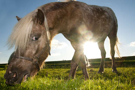 Horse close upの写真素材