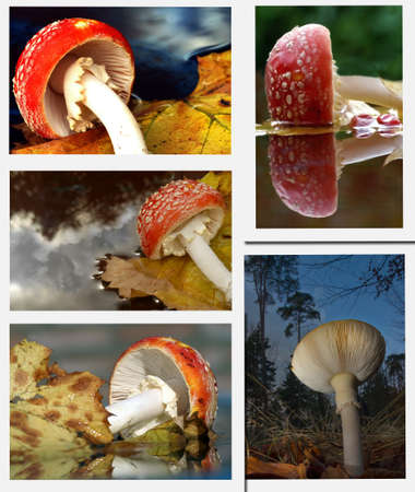 Mushrooms collageの写真素材