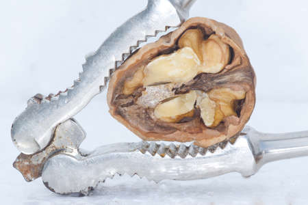 Nutcracker with walnutの写真素材