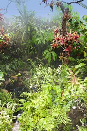 Tropical rainforest