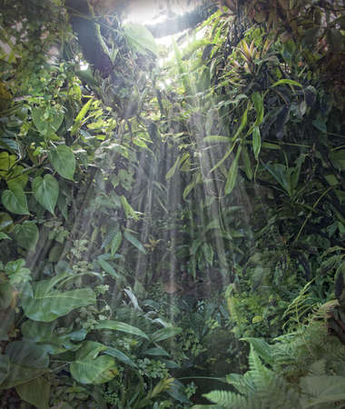 Tropical rainforest