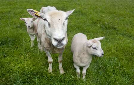 Sheep 