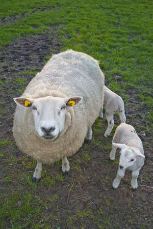 sheep lambs in a dutch meadow on a farm