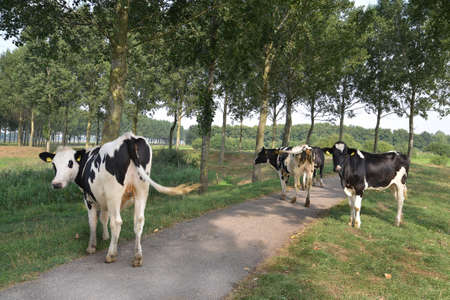 cows standing in a meadow with path and treesの写真素材