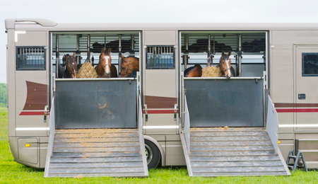 three horses fed in a horsetruck after the raceの写真素材