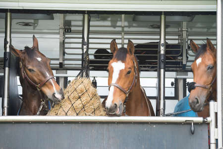 three horses fed in a horsetruck after the raceの写真素材