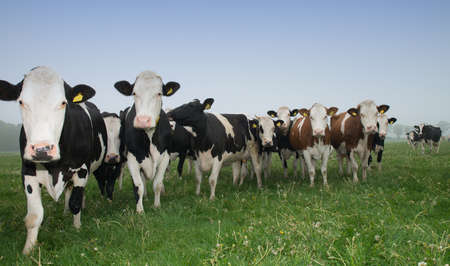 cows standing outside in a Dutch meadowの写真素材
