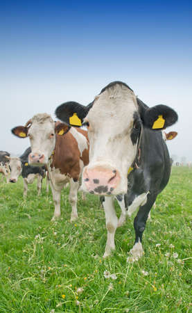 cows standing outside in a Dutch meadow