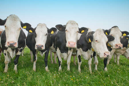 cows standing outside in a Dutch meadowの写真素材