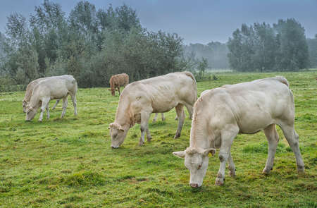 cows standing outside in a Dutch meadowの写真素材