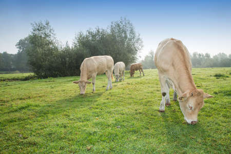 cows standing outside in a Dutch meadow