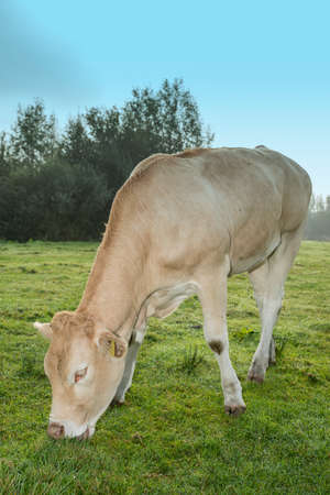 cows standing outside in a Dutch meadowの写真素材