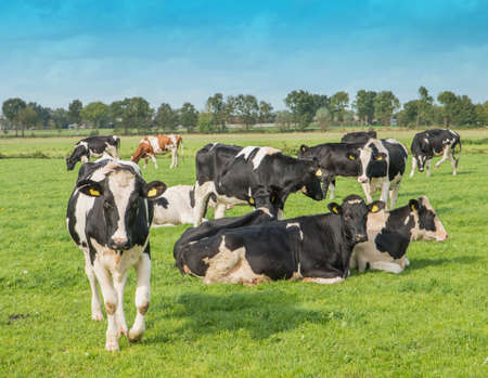 cows standing outside in a Dutch meadowの写真素材