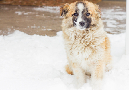 Fluffy puppy sitting in the snow, looking at the camera, With a beautiful coloring, outdoorsの写真素材