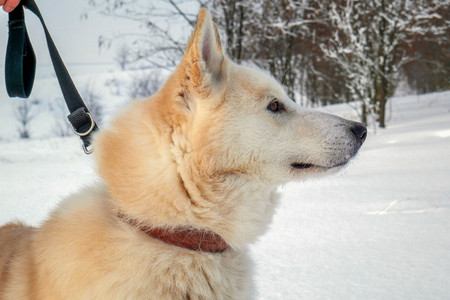 Siberian Like close up on the hunt
