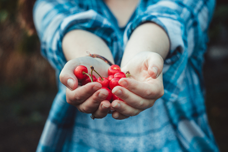 ripe red cherries in the hands of a girlの写真素材