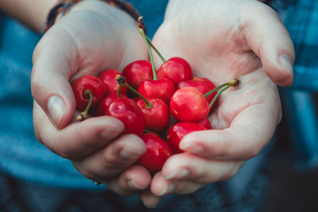 ripe red sweet cherries in the handsの写真素材