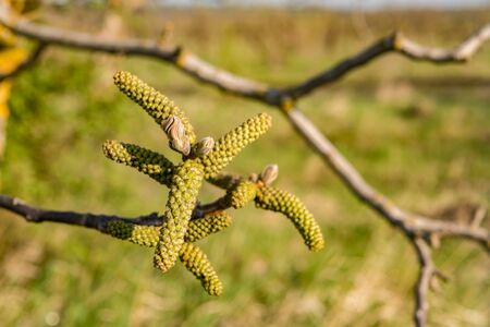 spring buds on a walnut tree close upの写真素材