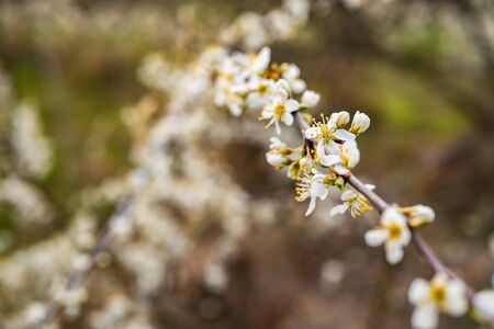 Branches of blossoming tree outdoors. Whites flowers, spring nature