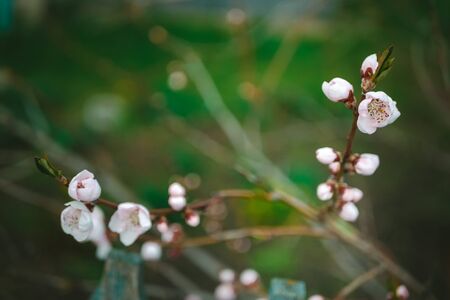 peach tree blooms in spring close-up, springtime