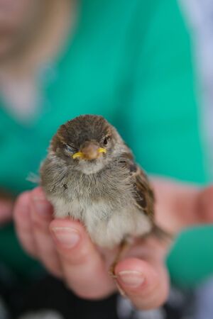 Little sparrow in hand blinks an eyeの写真素材