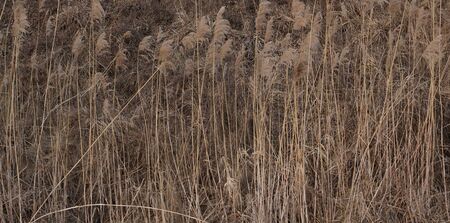 reeds