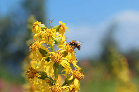 bee on a yellow flowerの写真素材