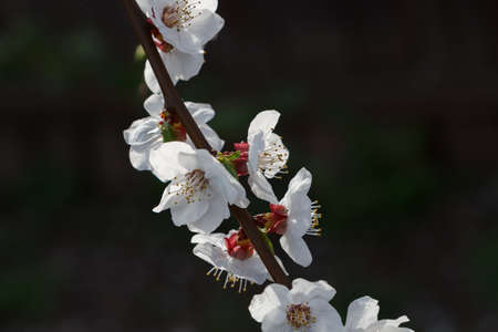 cherry flowers against a dark backgroundの写真素材