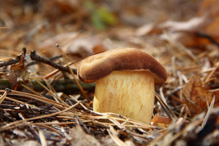 lonely mushroom on the earthの写真素材