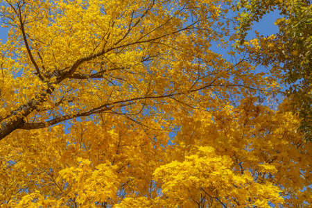 maple leaves against the blue skyの写真素材
