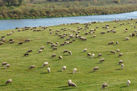 sheep's are grazed on a meadow