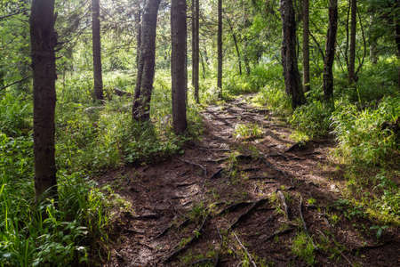 Dirt road through the spring deciduous forest on a foggy morning